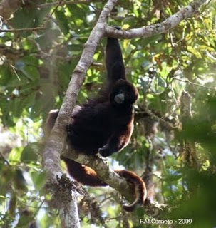 Mono peruano en la lista de los primates en peligro. Por fin se publica la lista de los mÃ¡s amenazados [21/02/10]