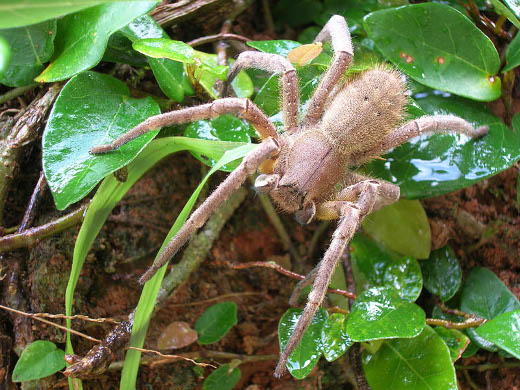 Brasil: nuevas propiedades medicinales de veneno de araÃ±a de las bananeras (Phoneutria nigriventer)