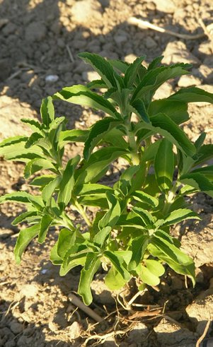 Stevia como edulcorante ecolÃ³gico en la UE: dificultades